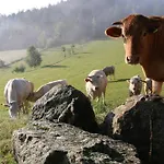 Biohof Besenbaeck * Rappottenstein