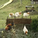 Biohof Besenbaeck Rappottenstein