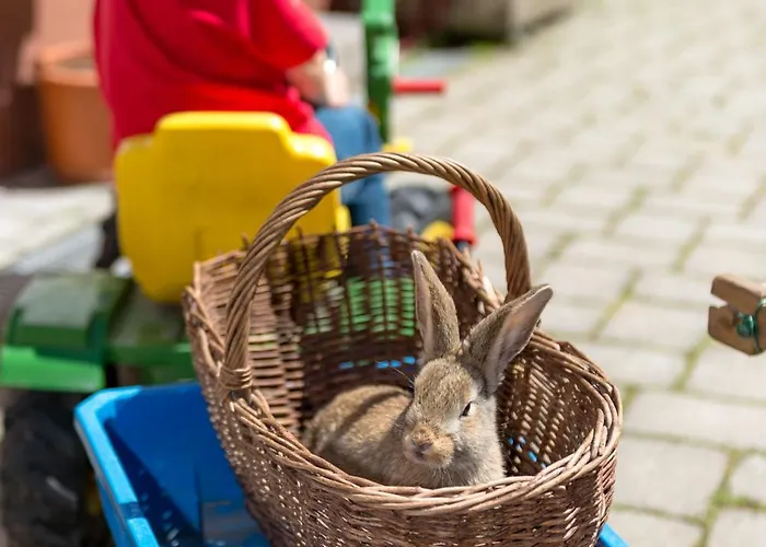 Biohof Besenbäck Lägenhet Rappottenstein
